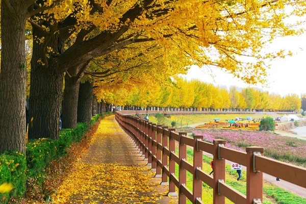 TOUR HÀN QUỐC MÙA THU: SEOUL - ASAN - SUWON BAY 7C